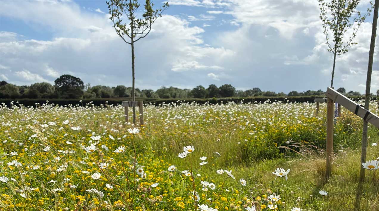Wildflower meadow - credit: DLF